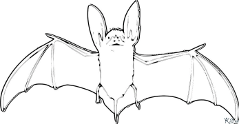 bats Coloring Pages To Print